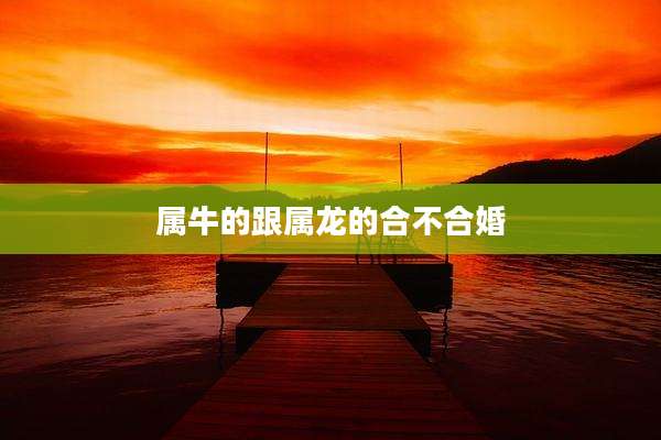 属牛的跟属龙的合不合婚