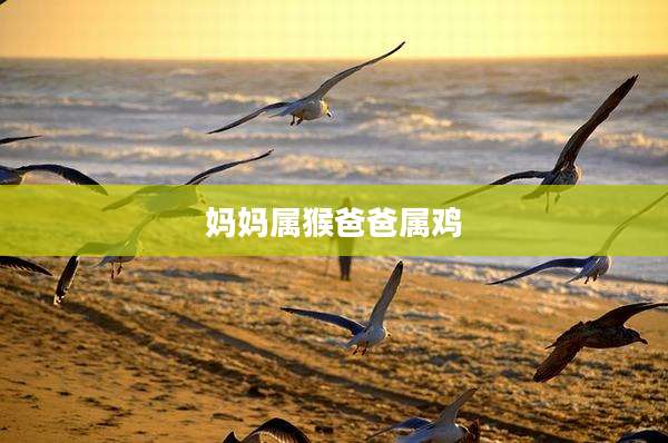 妈妈属猴爸爸属鸡