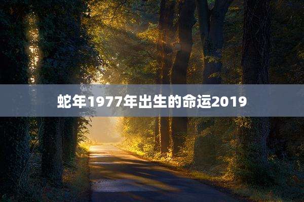 蛇年1977年出生的命运2019