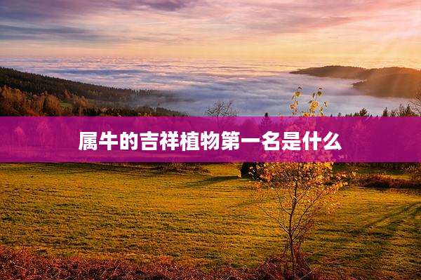 属牛的吉祥植物第一名是什么