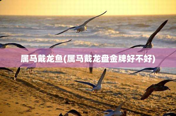 属马戴龙鱼(属马戴龙盘金牌好不好)