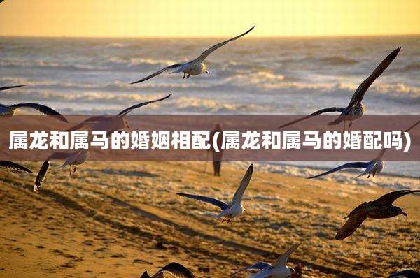 属龙和属马的婚姻相配(属龙和属马的婚配吗)