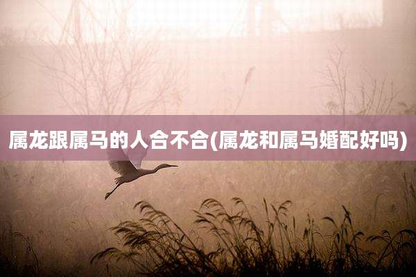 属龙跟属马的人合不合(属龙和属马婚配好吗)