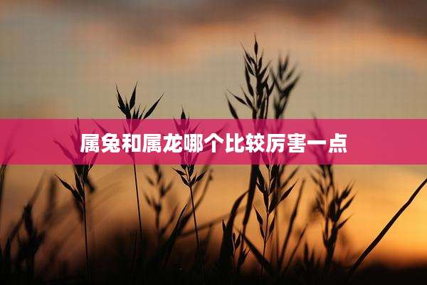 属兔和属龙哪个比较厉害一点