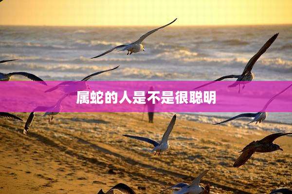 属蛇的人是不是很聪明
