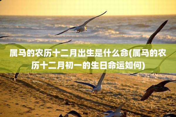 属马的农历十二月出生是什么命(属马的农历十二月初一的生日命运如何)