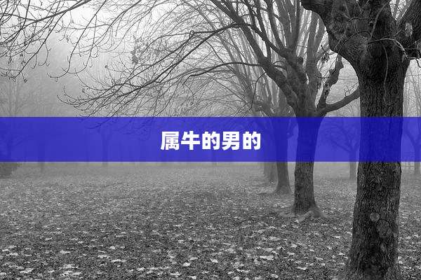 属牛的男的