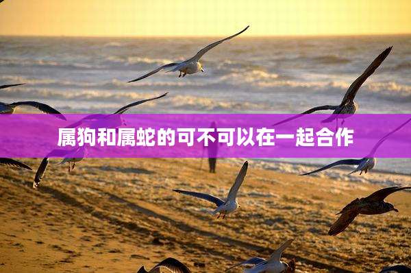 属狗和属蛇的可不可以在一起合作