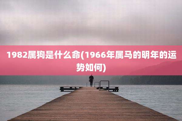 1982属狗是什么命(1966年属马的明年的运势如何)