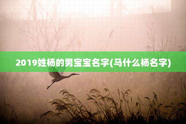 2019姓杨的男宝宝名字(马什么杨名字)