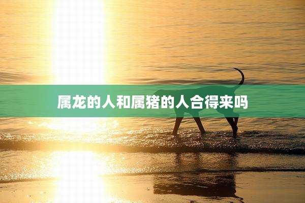 属龙的人和属猪的人合得来吗