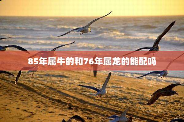 85年属牛的和76年属龙的能配吗