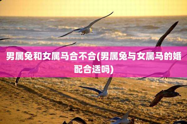 男属兔和女属马合不合(男属兔与女属马的婚配合适吗)