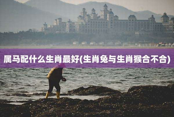 属马配什么生肖最好(生肖兔与生肖猴合不合)