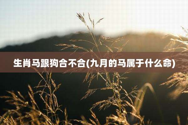 生肖马跟狗合不合(九月的马属于什么命)