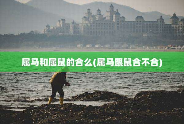 属马和属鼠的合么(属马跟鼠合不合)