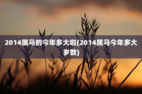 2014属马的今年多大啦(2014属马今年多大岁数)