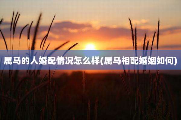 属马的人婚配情况怎么样(属马相配婚姻如何)