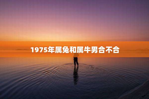 1975年属兔和属牛男合不合