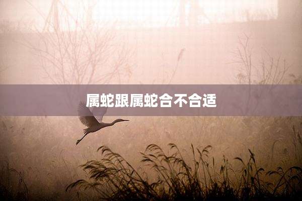 属蛇跟属蛇合不合适