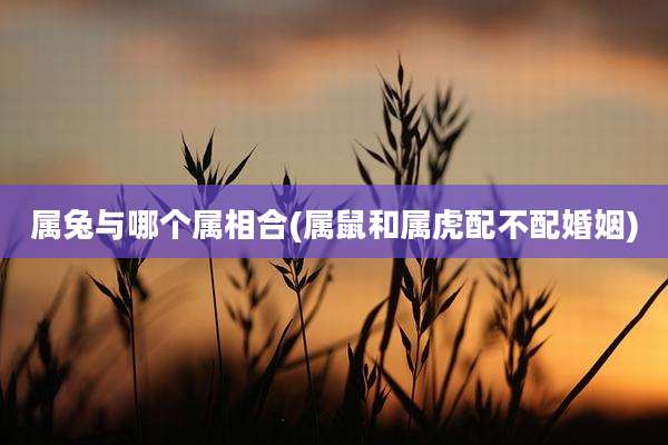 属兔与哪个属相合(属鼠和属虎配不配婚姻)