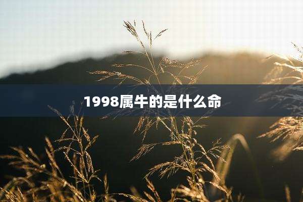 1998属牛的是什么命