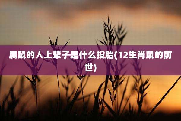 属鼠的人上辈子是什么投胎(12生肖鼠的前世)