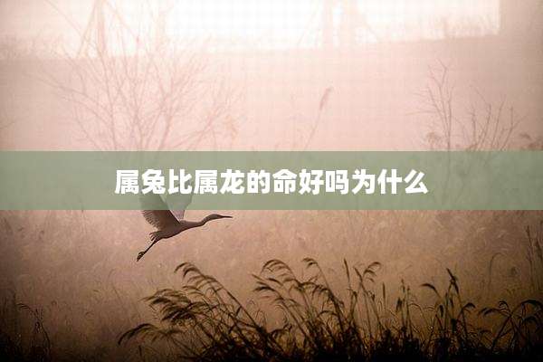 属兔比属龙的命好吗为什么