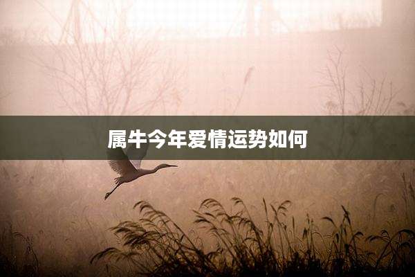 属牛今年爱情运势如何