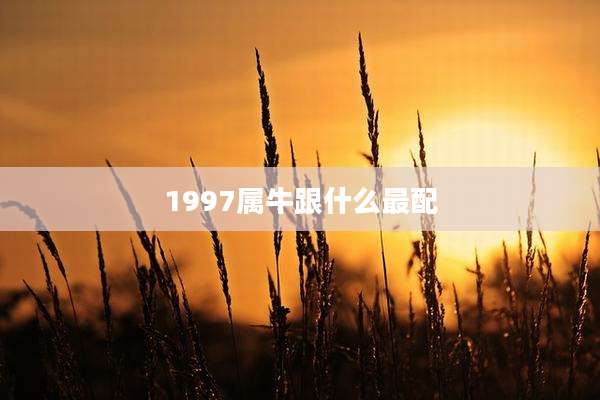 1997属牛跟什么最配