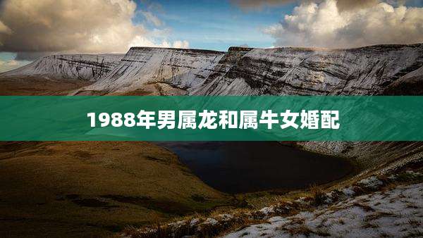 1988年男属龙和属牛女婚配