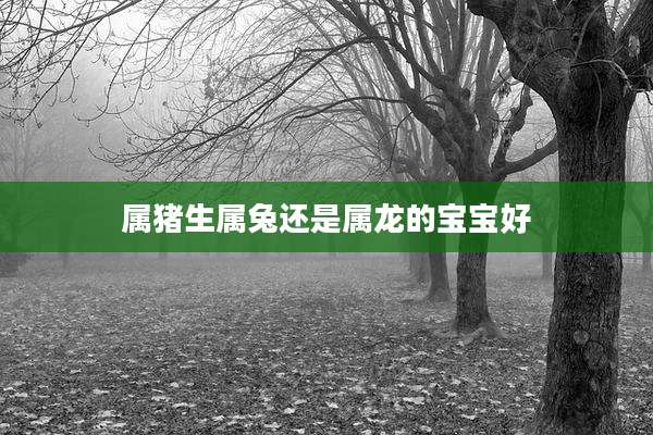 属猪生属兔还是属龙的宝宝好