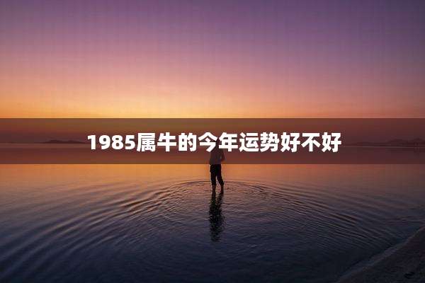 1985属牛的今年运势好不好