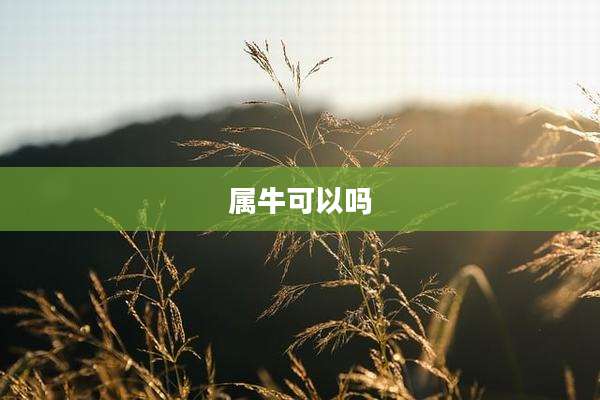 属牛可以吗