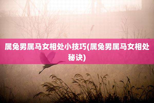 属兔男属马女相处小技巧(属兔男属马女相处秘诀)