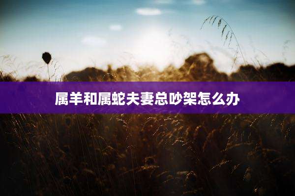 属羊和属蛇夫妻总吵架怎么办