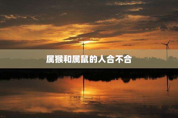 属猴和属鼠的人合不合