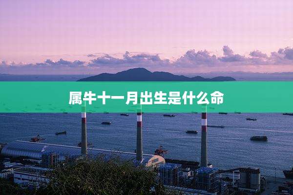 属牛十一月出生是什么命