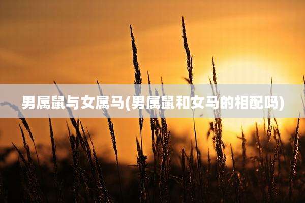 男属鼠与女属马(男属鼠和女马的相配吗)