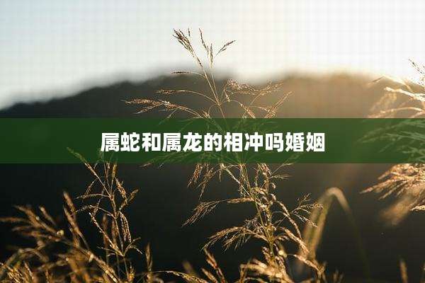 属蛇和属龙的相冲吗婚姻