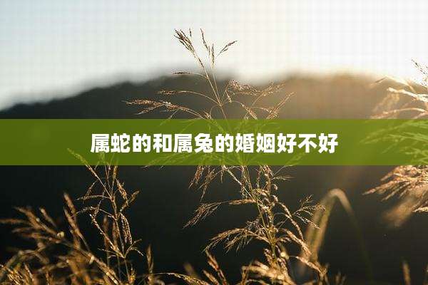 属蛇的和属兔的婚姻好不好