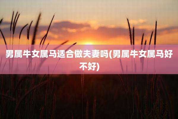 男属牛女属马适合做夫妻吗(男属牛女属马好不好)