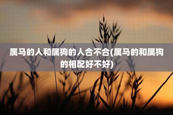 属马的人和属狗的人合不合(属马的和属狗的相配好不好)