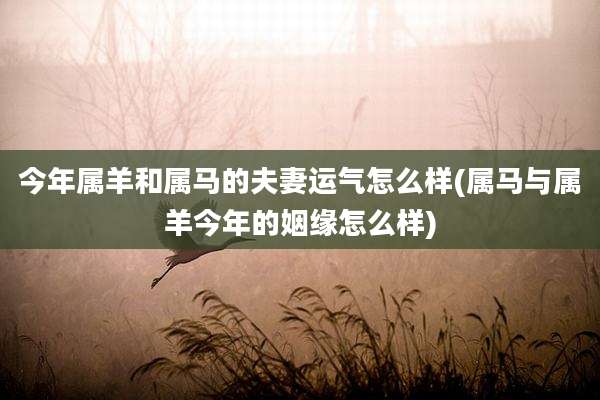 今年属羊和属马的夫妻运气怎么样(属马与属羊今年的姻缘怎么样)