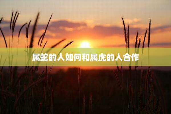 属蛇的人如何和属虎的人合作