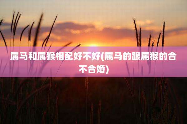 属马和属猴相配好不好(属马的跟属猴的合不合婚)