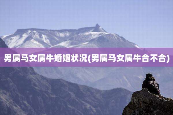 男属马女属牛婚姻状况(男属马女属牛合不合)