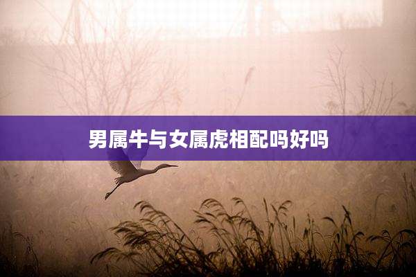 男属牛与女属虎相配吗好吗