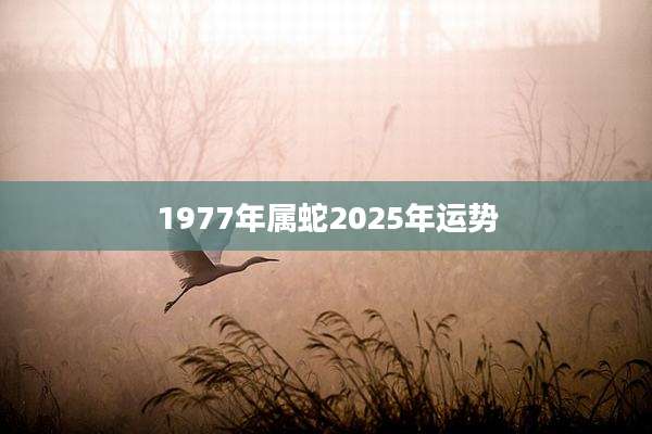 1977年属蛇2025年运势