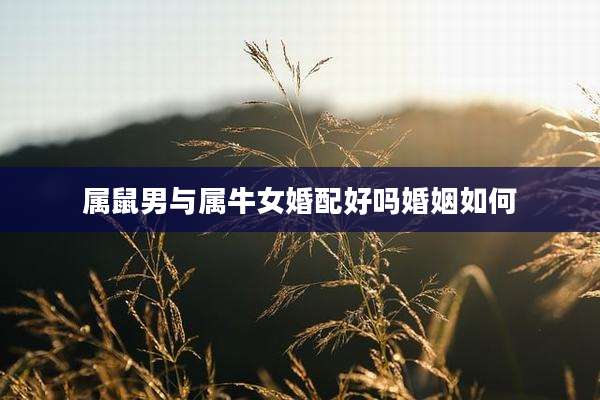 属鼠男与属牛女婚配好吗婚姻如何